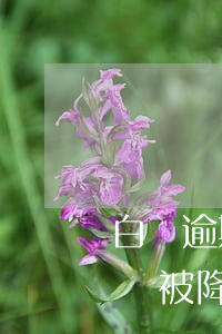白條逾期可以恢復(fù)嗎（沒有逾期過白條被降額了）