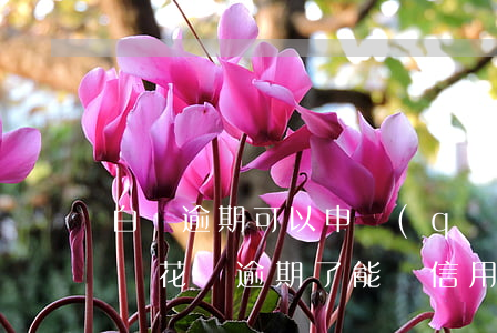 白條逾期可以申請(qǐng)信用卡嗎(白條花唄逾期了能辦信用卡嗎)