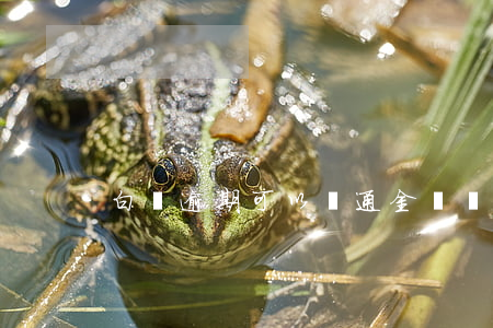 白條逾期可以開通金條嗎(白條能逾期嗎)