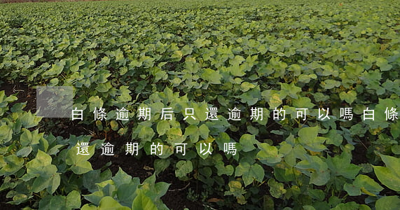 白條逾期后只還逾期的可以嗎(白條逾期后只還逾期的可以嗎)