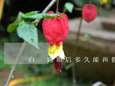 白條逾期后多久能再借