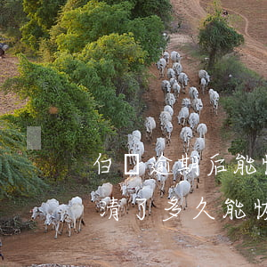 白條逾期后能恢復(fù)嘛(白條逾期后還清了多久能恢復(fù)使用資格)