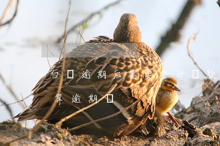 白條逾期后需要全部還款(白條只還最低還款算逾期嗎)