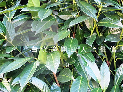 白條逾期四天上征信嗎 白條逾期5天會上征信嗎2020