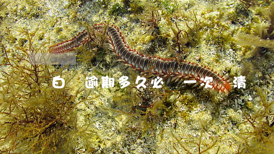 白條逾期多久必須一次還清