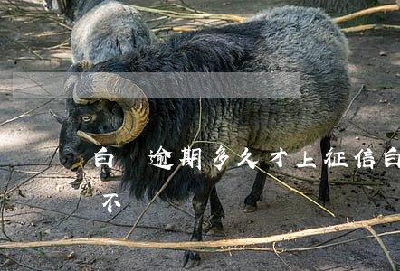 白條逾期多久才上征信 白條逾期幾天上征信不