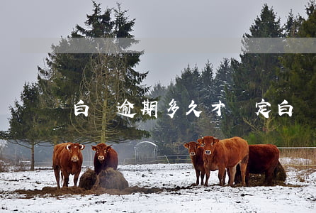 白條逾期多久才鎖定白條賬戶啊-