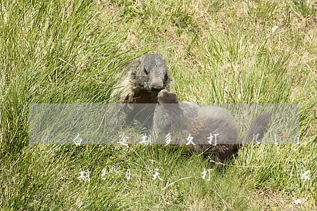 白條逾期多久打聯(lián)系人(白條逾期20天會打電話給家人嘛)