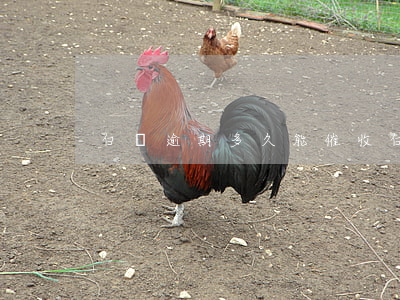 白條逾期多久能催收(白條幾天催收)