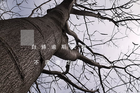 白條逾期失聯(lián)會咋樣(白條逾期不還會怎樣?)
