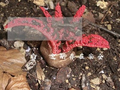 白條逾期存在安全風險(白條逾期的影響)