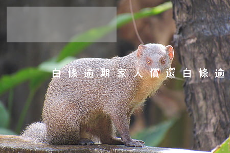 白條逾期家人償還 白條逾期還清