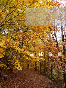 白條逾期將納入(白條逾期上征信)