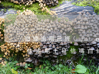 白條逾期已經(jīng)影響到信用-白條逾期上征信嗎?白條逾期有什么后果