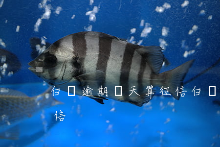 白條逾期幾天算征信(白條逾期多長時間上征信)