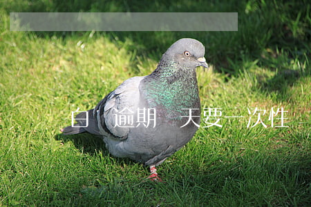 白條逾期幾天要一次性還(白條可以逾期幾天嗎)