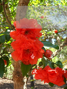 白條逾期幾次會關(guān)閉(白條逾期次數(shù))