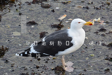 白條逾期影響多久消除-白條逾期多久可以消除