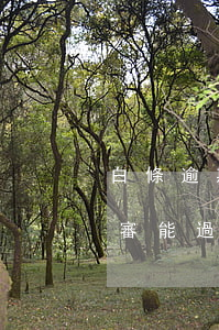 白條逾期影響教師政審嗎(教師征信逾期了政審能過嗎)