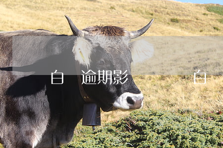 白條逾期影響買車嗎(白條有逾期能貸款買車嗎)