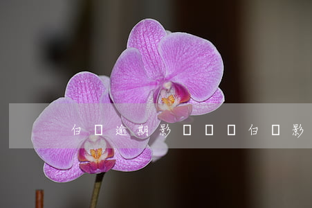 白條逾期影響車貸(白條影響車貸不)