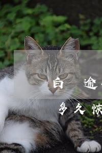 白條逾期征信多久可以消除(白條逾期后征信多久恢復)
