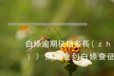 白條逾期征信多長(zhǎng)時(shí)間能查到 白條查征信多久可以消除