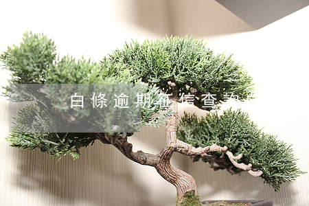 白條逾期征信查詢 白條 逾期 征信