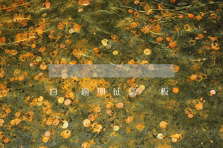 白條逾期征信樣板