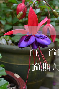 白條逾期征信洗白教程(征信報(bào)告逾期怎么洗白是真的嗎)