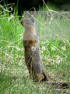 白條逾期律師涵