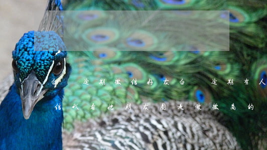 白條逾期微信好友(白條逾期有人來我加我微信我看她朋友圈是做微商的)