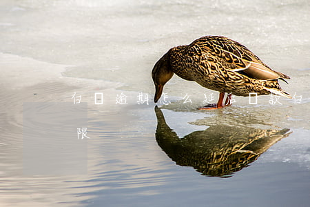 白條逾期怎么延后還款(白條可以延期還款期限)