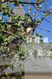 白條逾期怎么還最低還款(白條逾期之后就一定要全額還款嗎)