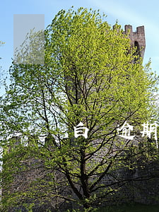 白條逾期恢復(fù)征信(白條忘還了 征信)