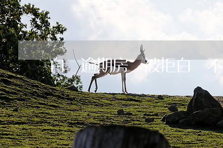 白條逾期房貸被拒(白條不小心逾期)
