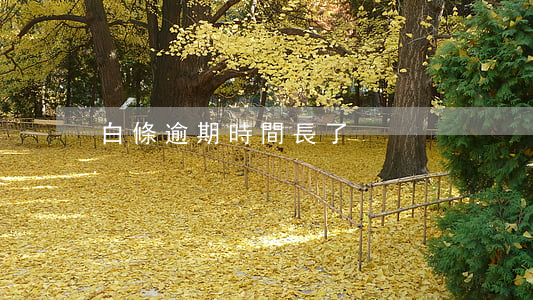 白條逾期時間長了