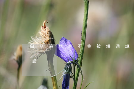 白條逾期會不會被爆通訊錄 白條逾期會打電話