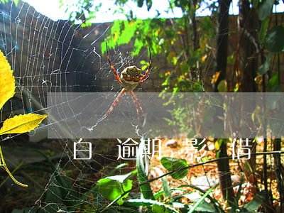 白條逾期會影響借唄嗎