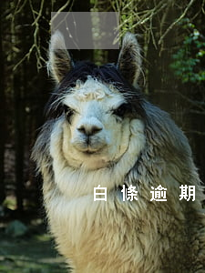 白條逾期會有京東物流打電話嗎-