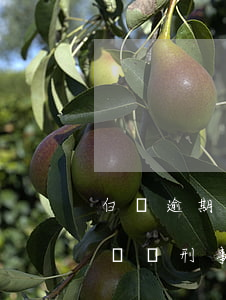 白條逾期會負刑事責(zé)任嗎(白條逾期會負刑事責(zé)任嗎)