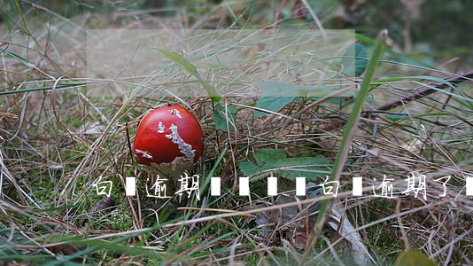 白條逾期會關閉嗎(白條逾期了會怎樣)