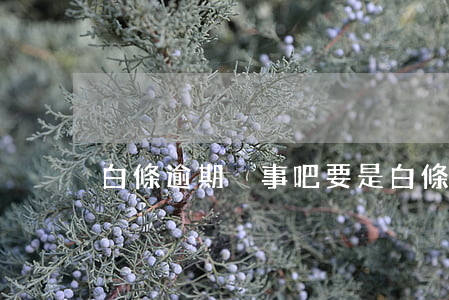 白條逾期沒事吧(要是白條逾期了怎么辦)