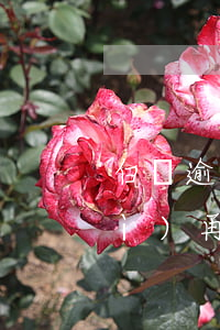 白條逾期沒有申報(bào)的還會(huì)再上報(bào)嗎-白條逾期沒有上征信
