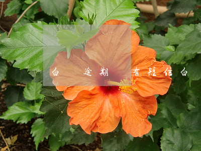 白條逾期沒有短信(白條逾期沒有短信提醒)