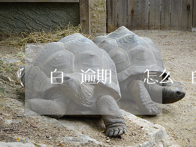白條逾期沒錢怎么辦(白條逾期沒錢還怎么辦)