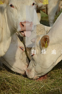 白條逾期為什么不起訴(白條逾期會咋樣子)