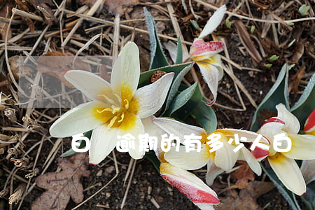 白條逾期的有多少人(白條會(huì)逾期嗎)