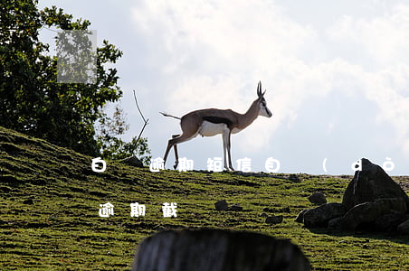 白條逾期短信自動(dòng)扣款圖(白條逾期截圖)