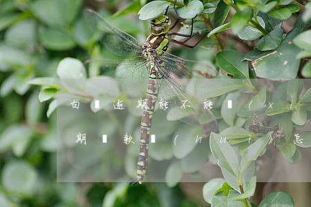 白條逾期能不能協(xié)商還款(白條逾期還款會(huì)怎樣)